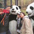 15 UN panda envoys visit Chengdu