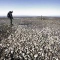 Chinese bombard Denmark with oyster crisis solutions