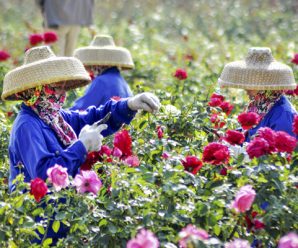 Everything’s coming up roses in Sanya