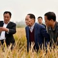China’s hybrid rice yield hits record high