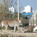 Iran speeds to save last ‘mascot’ Asiatic cheetahs