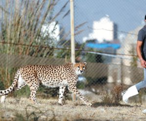 Iran speeds to save last ‘mascot’ Asiatic cheetahs