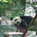 Copenhagen Zoo breaks ground for Panda House