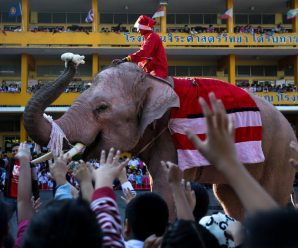 Rampaging elephants trample tour guide