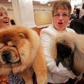 3,200 dogs to strut in New York in the Chinese Year of the Dog