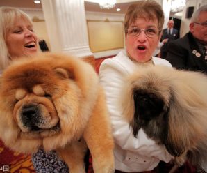 3,200 dogs to strut in New York in the Chinese Year of the Dog