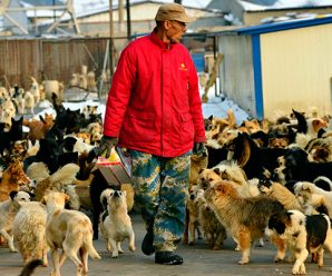 Year of the Dog looking even more auspicious for Shandong canines