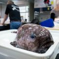 Cousin of ugliest fish hauled up from abyss