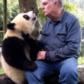 Black bears may improve panda release methods