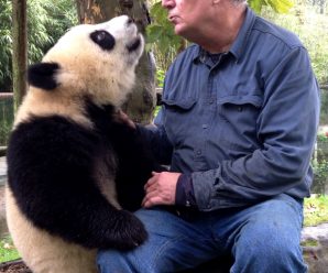 Black bears may improve panda release methods