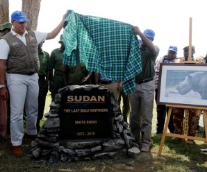 Memorial held for the last male white rhino