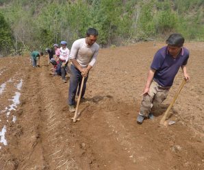 Herbs are Yunnan village’s prescription for a better life