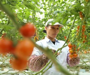 Hainan cultivating high-tech agriculture