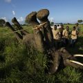 Battle for elephants gains ground but hard work remains