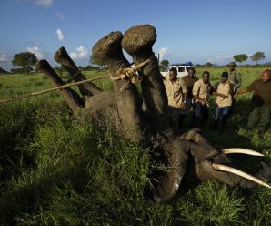 Battle for elephants gains ground but hard work remains