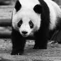Pandas’ black eye circles turn white in Chengdu