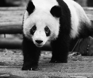 Pandas’ black eye circles turn white in Chengdu