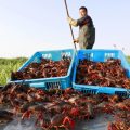 Crawfish proves pricey as supplies lag