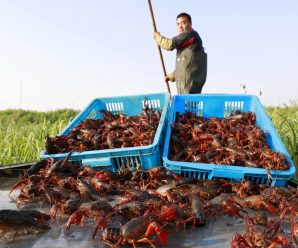 Crawfish proves pricey as supplies lag