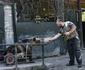 Traumatized wild animals find sanctuary