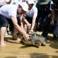 Group formed to protect endangered turtles