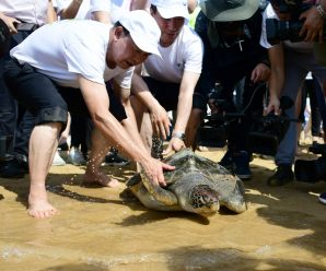 Group formed to protect endangered turtles