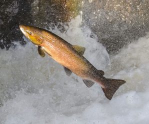 Experts say labels should identify salmon and trout